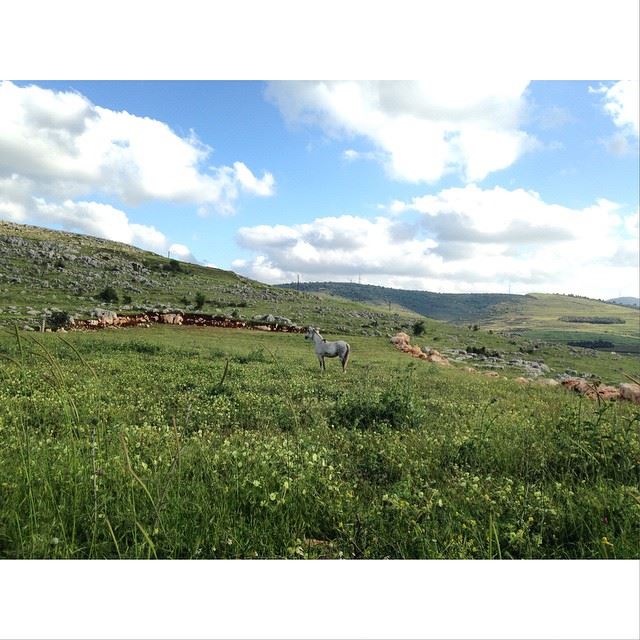 stunning sight! simplyaroun Lebanon Beauty Springtime