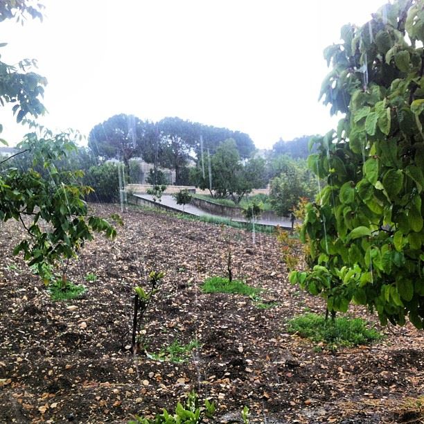 Such an exciting day for the trees, plants and soil. LiveRainInSpringYaroun