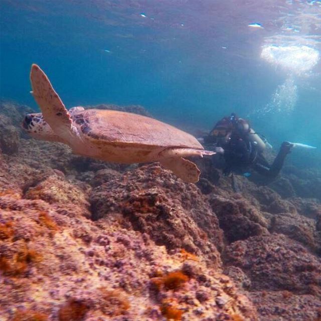 Suis moi je te fuis , fuis moi je te suis 🐚  Diving with a  sea  turtle 🐢 (Tyre, Lebanon)