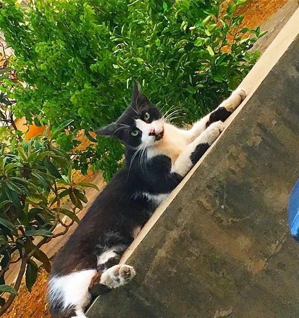 🤔-- summer beirut lebanon weekend  instagram cat art happy... (Beirut, Lebanon)