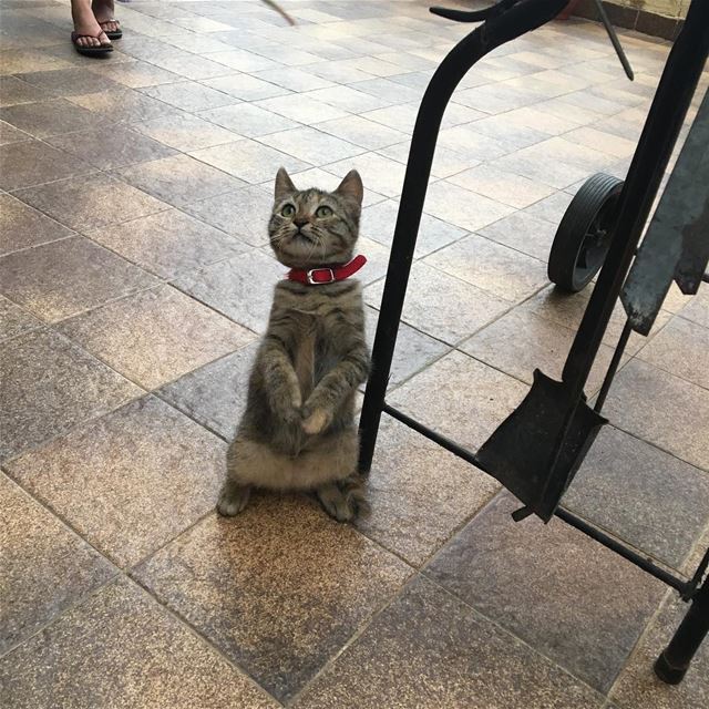 🐒-- summer beirut lebanon weekend  instagram cat art happy... (Beirut, Lebanon)