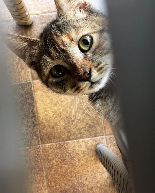 📸-- summer beirut lebanon weekend  instagram cat art happy... (Beirut, Lebanon)