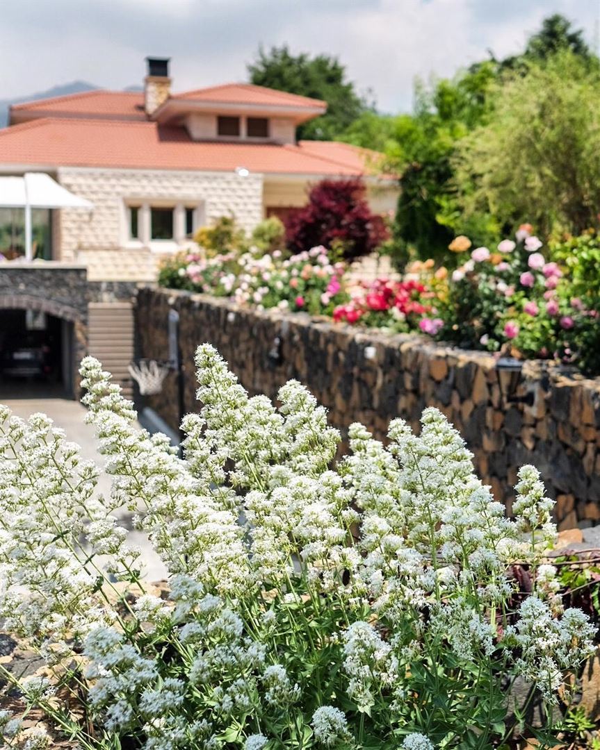 Summer floral invasion alerte @ our summer house 🌹🌻🌼🌺.. rosegarden ... (Châtîne, Liban-Nord, Lebanon)