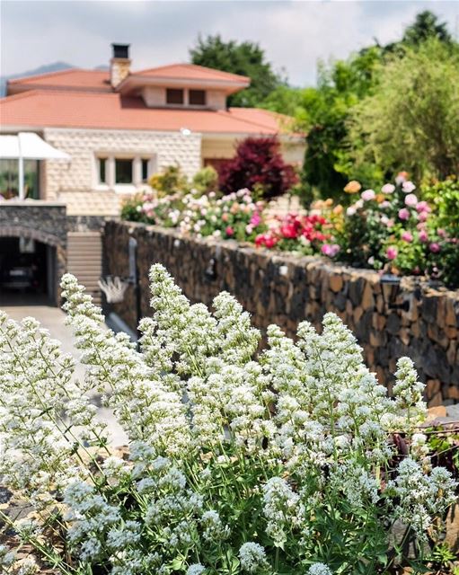 Summer floral invasion alerte @ our summer house 🌹🌻🌼🌺.. rosegarden ... (Châtîne, Liban-Nord, Lebanon)