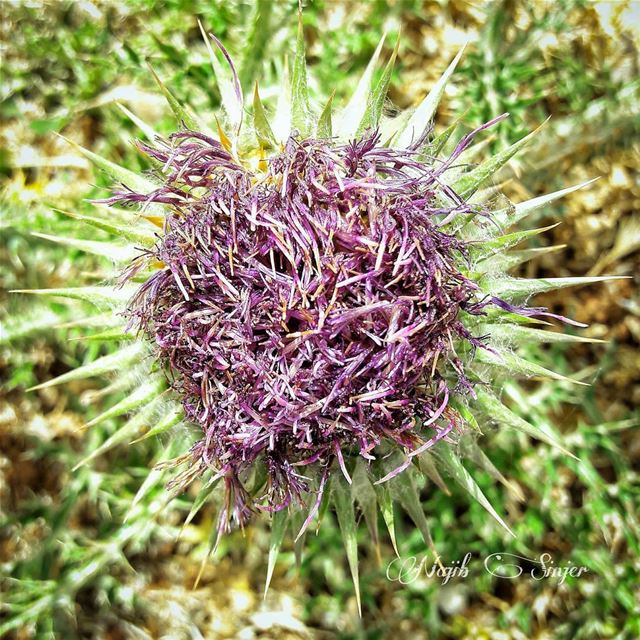  summer  flowers  plant  plants  flower  lebaneseinstagram ...