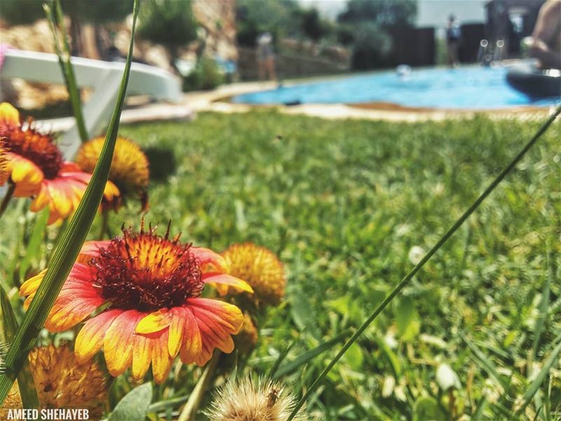 "Summer is very precious."-Dylan Lauren summer  livelovebeirut ... (Aley District)