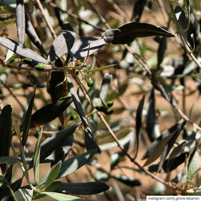 Summer serenity 🍈☀️  jGrove  Olives  OliveSeason  EVOO  Groves  Tree ...