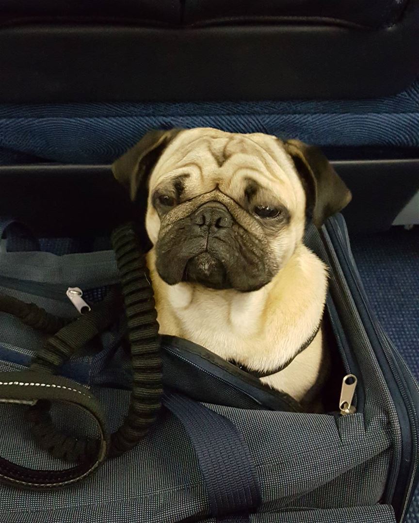 Summer vacation over. Heading back home .  Benji the travelling Pug .  mea...