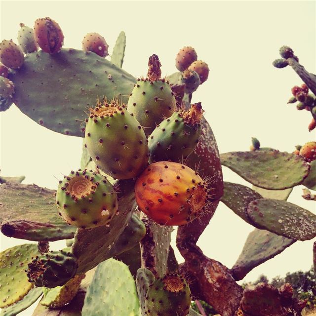  summerseason  summerfruits  pricklypear  summer2017  lebanoninapicture ... (Kafr Mattá, Mont-Liban, Lebanon)