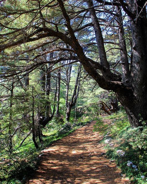 Sun and shadows ....  lebanon  lebanon_hdr  ig_lebanon  insta_lebanon ... (Barouk Cedar Forest)