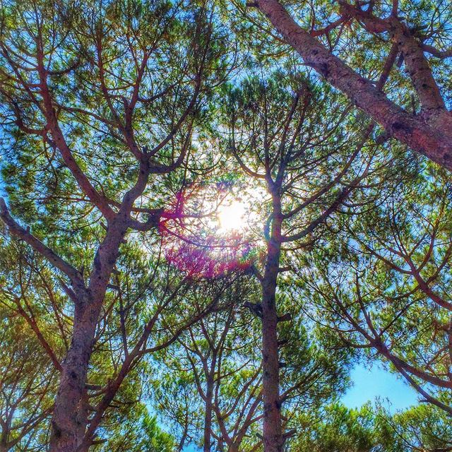  sun  branches  maze  nature  naturelovers  naturecolors  green  trees  ... (Jezzîne, Al Janub, Lebanon)