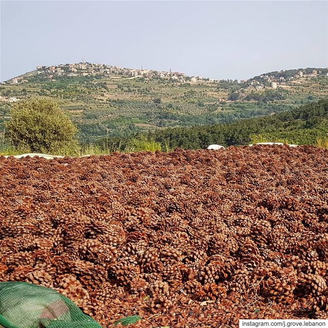 Sun is shining and pine cones are cracking open 🌞 jGrove  PineNuts ...