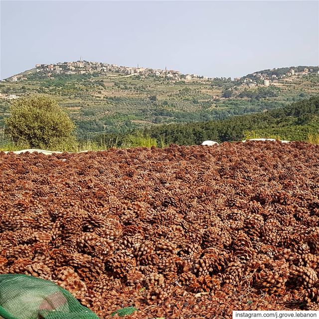 Sun is shining and pine cones are cracking open 🌞 jGrove  PineNuts ...