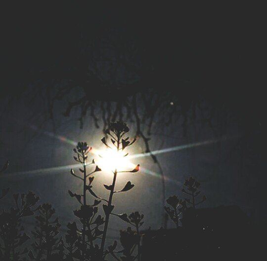  sun  sky  mycapture  shadow  tree  flower  sunrays  heartflower ...