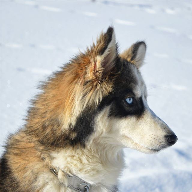  sunday camping camp hike hiking dogs animal beautiful gorgeous husky... (Aayoun El Siman)
