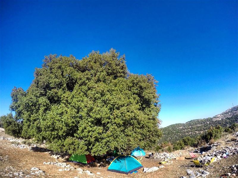  sunday camping camp hike hiking gianttree tree tent hammock morning... (Mar Tedros-Mechmech)