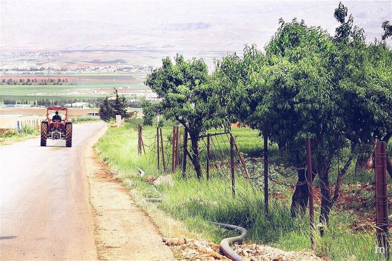-Sunday...funday for some, workday for others-... livelovebekaa ... (Baalbeck, Béqaa, Lebanon)