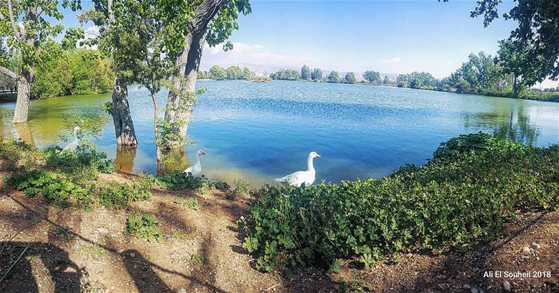  sunday  hike  goose  lake  trees  nature  bekaa   colorful ... (West Bekaa)