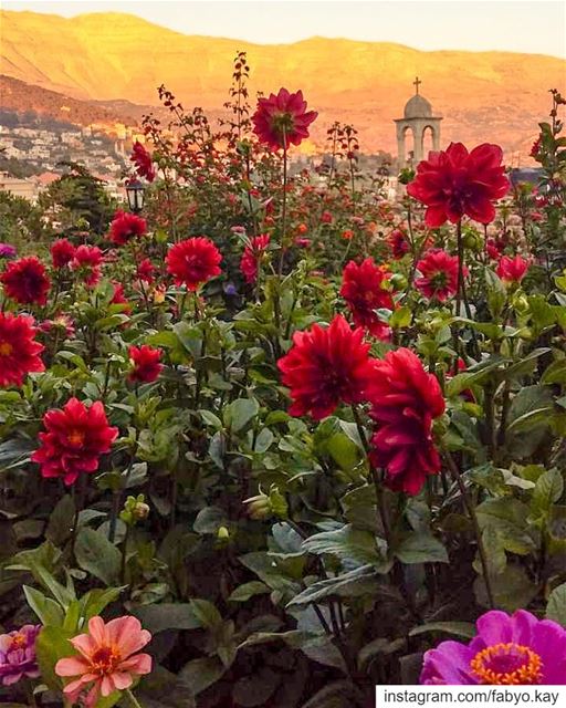  sunday lebanon baskinta flowers flowerstagram naturelovers church... (Baskinta, Lebanon)