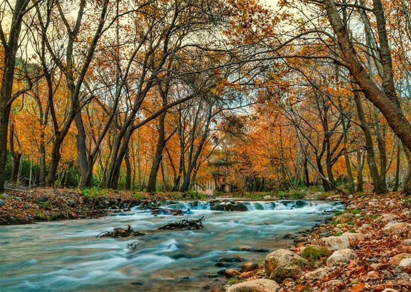 🍁🍁  sunday roadtrip river forest nature naturephotography photography... (Nahr Moussa)