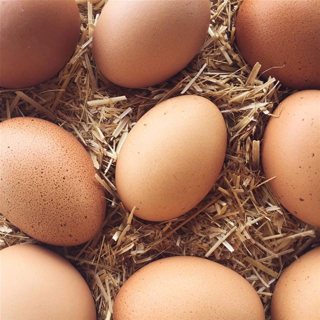 🍃 Sunday's farm fresh Eggs 🍳 (`Ammiq, Béqaa, Lebanon)