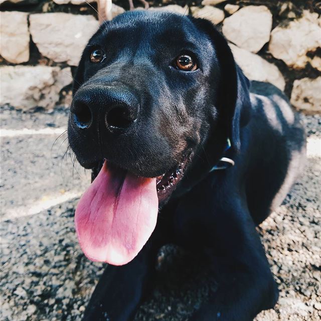 Sundays are all about sloppy kisses 👅❤🐶  EnzoMyBlackLab..........