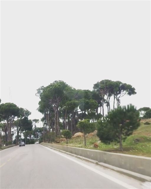  sundaytreat 🚘🌳🎼..... sundayvibes  sundayout  sundayfunday ... (Bologne, Mont-Liban, Lebanon)