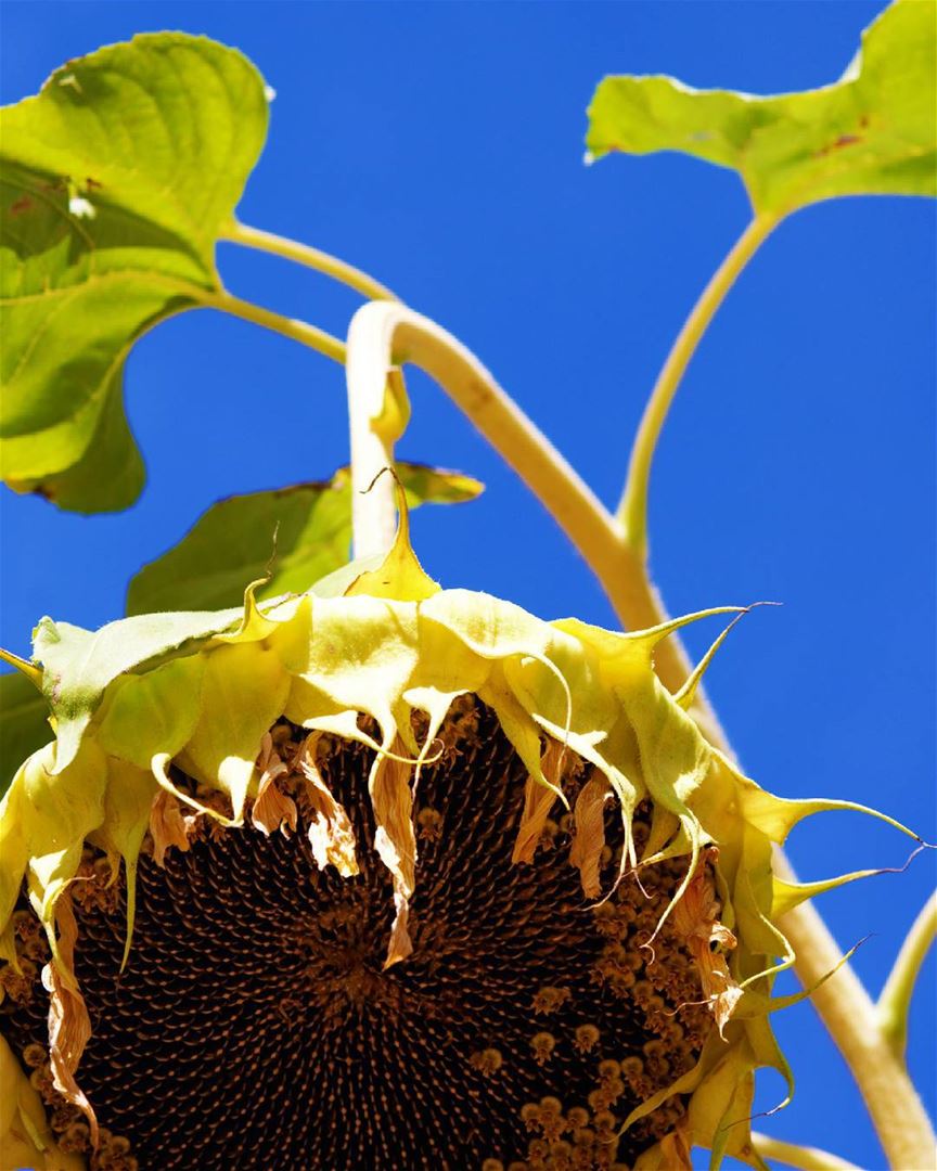  sunflower  contrast  naturelovers ...