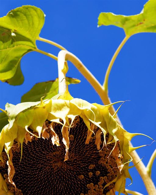  sunflower  contrast  naturelovers ...