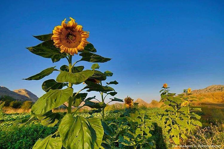 🌻🙂  sunflower  sky  landscape  sunnyday  sun  mountains  lebanon ...