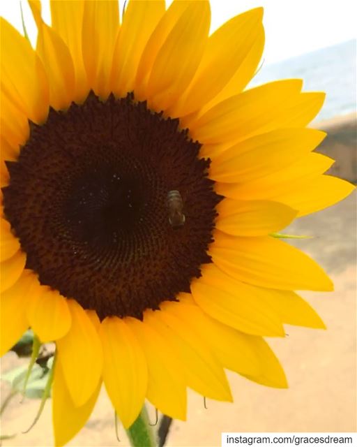  Sunflowers 🌻🌻🌻....... Sunflower  Flowers  Yellow ... (Joünié)