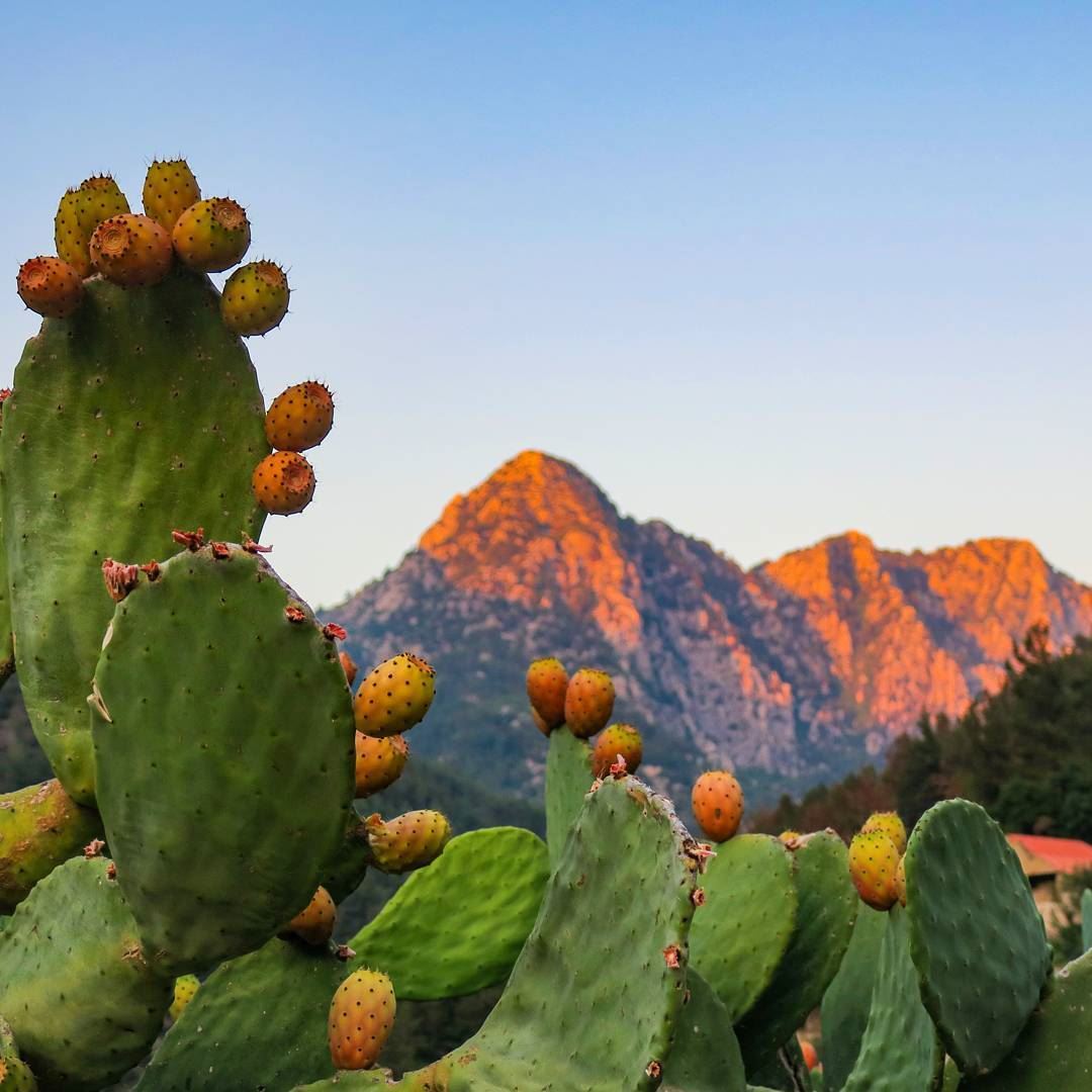 Sunkissed Fruits and Mountains  opuntia  pricklypear  fruits  sunset ...