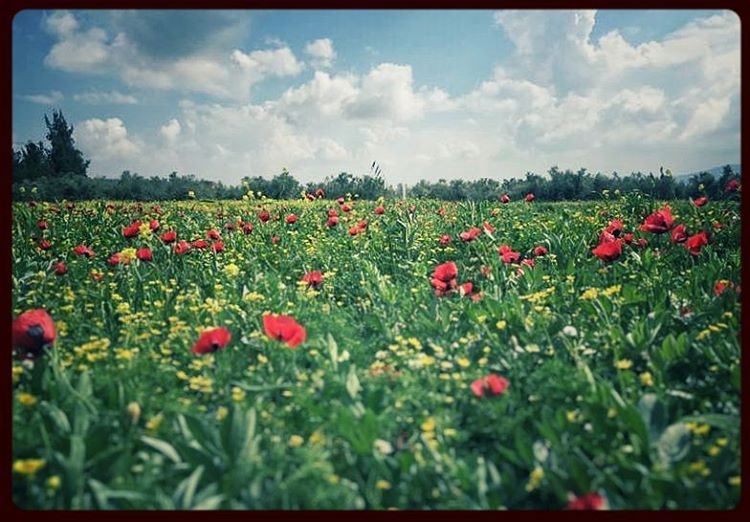 🌹🌹🌹🌹 sunny  sunlight  spring  warmth  poppies  coquelicots  red ... (Marjayoûn, Al Janub, Lebanon)