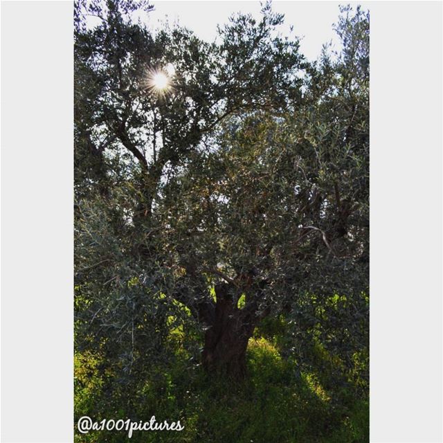 Sunrays peeking through the olive tree at Sainte Therese convent's garden,... (Lebanon)