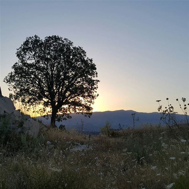  sunrise  niha  north  lebanon  nature  hike  nighthike  tree ...