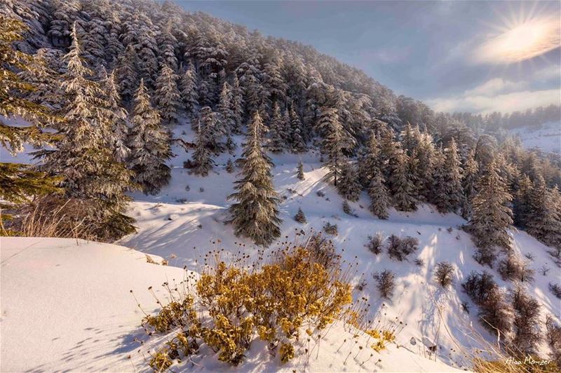  sunrise  sunshine  sun  clouds  cedar  trees  snow  shouf  reserve ... (Ain Zhalta - Bmohray Cedars)