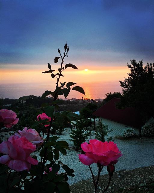 Sunset and a rose 🌞🌹🌊 ... (Enn Namoura, Mont-Liban, Lebanon)