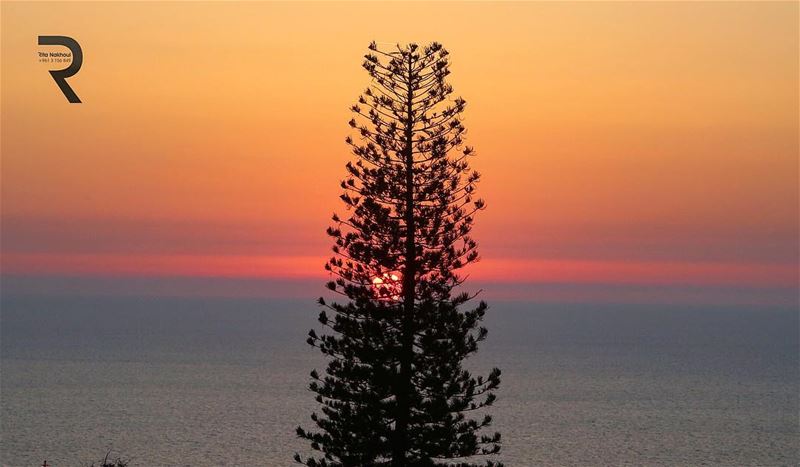 ....sunset behind the tree... 🌅  WorldCaptures  BeautifulDestinations ...