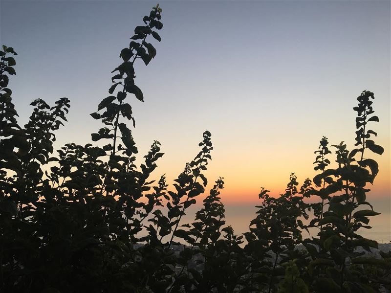 🌅-- sunset beirut lebanon monday instagram flowers viewrr happy... (Beirut, Lebanon)