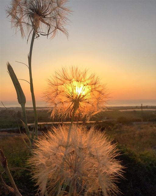  sunset  cadmous  dandelions  tyrepage  macro  closeup  livelovelebanon ...