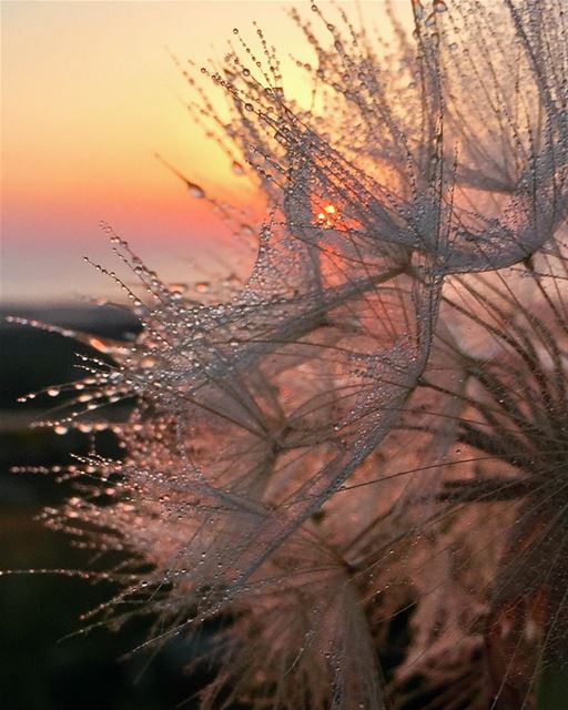 🌅 ... sunset  dandelion  mist  tyrepage  macro  closeup ...