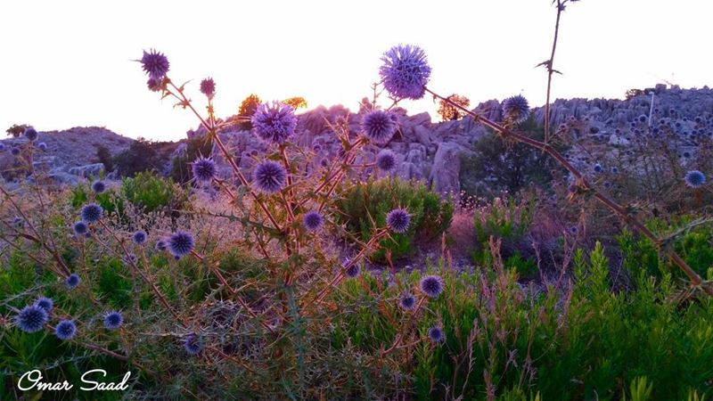  sunset  field  samsung  colorful  nature  naturelovers  flowers ... (Faqra Club)