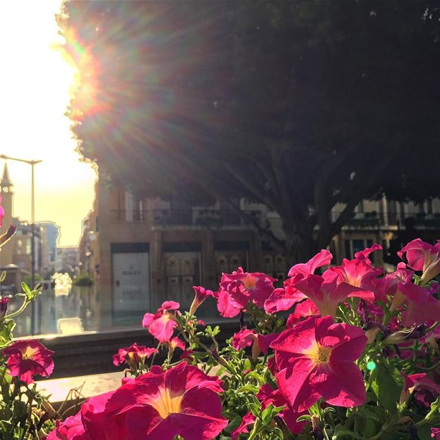  sunset  flowers  flowersofinstagram  golden  rays  splendid  sun  nature ... (Beirut, Lebanon)