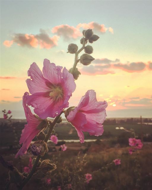 🌸🌸... sunset  Flowers  tyrepage  livelovelebanon  droplets  beach ...