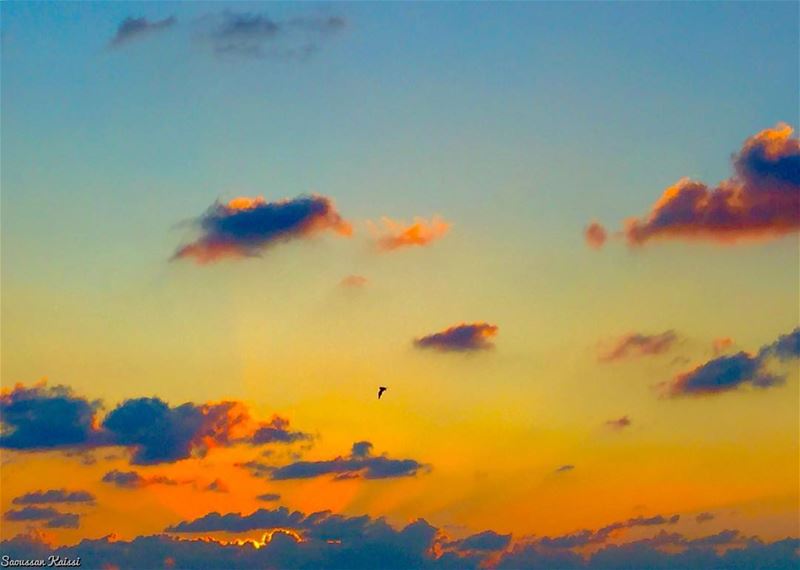  sunset  freedom  flying  bird  clouds  colors ...