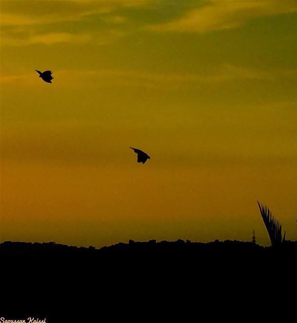  sunset  freedom  sky  colors flying ...