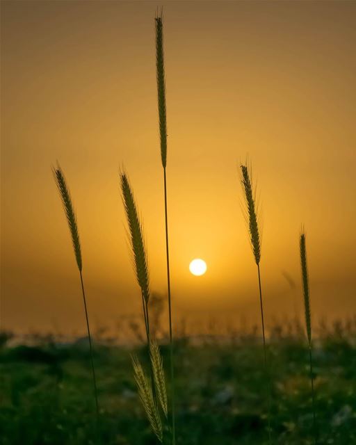 Sunset From South Lebanon - Nabatieh - Houmine Al Fawka sun  sunset ...