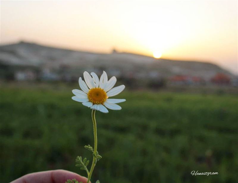  sunset in my  wowlebanon  livelovelife  livelovebaalbeck  livelovebekaa ...