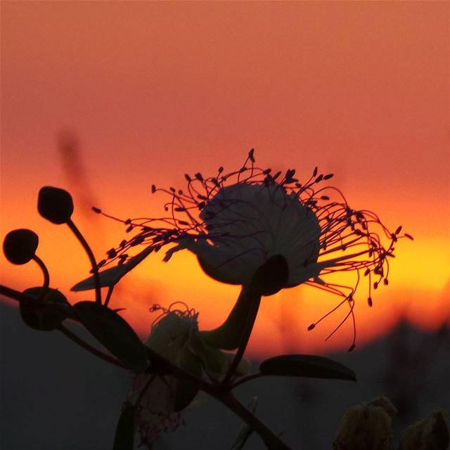 Sunset is a wonderful opportunity for us to appreciate all the great... (Palais de Beiteddine)