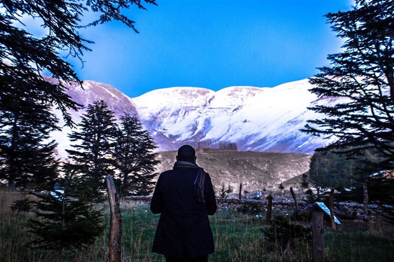  sunset  mountains  Summit Rocks Snow Above cold cedars Tree Green  Nature... (Arz Tannourine)